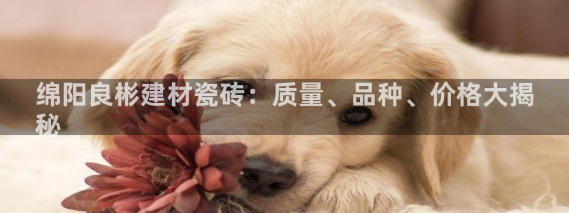 杏鑫平台招商电话号码