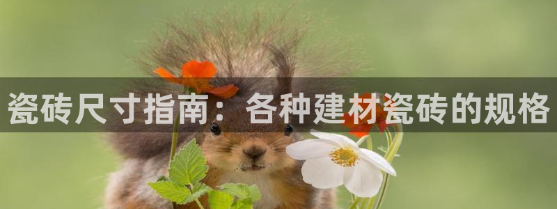 杏鑫平台代理注册流程图